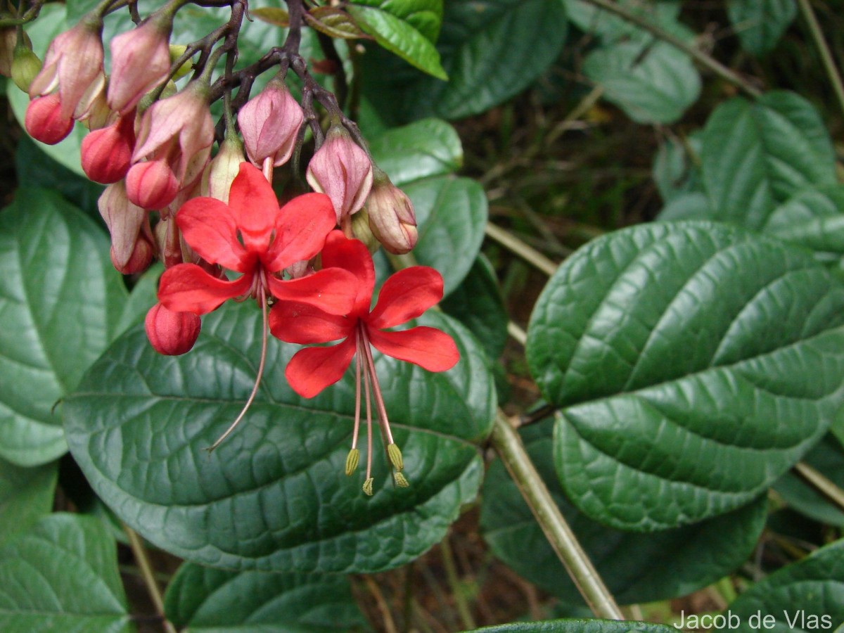 Clerodendrum × speciosum W.Bull